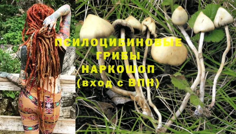 купить   Ардатов  KRAKEN как зайти  Псилоцибиновые грибы Psilocybe 